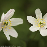Buy canvas prints of Wood Anemone by Liam Grant