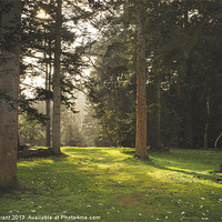 Buy canvas prints of Sunlight. Lynford Arboretum, Norfolk, UK. by Liam Grant