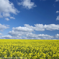 Buy canvas prints of Rapeseed Field, Roxwell, Chelmsford, Essex, UK by Liam Grant