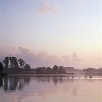 Buy canvas prints of Swans on Lynford Water at sunrise. by Liam Grant