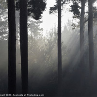 Buy canvas prints of Fog in Pine Forest, Thetford, Norfolk, UK by Liam Grant