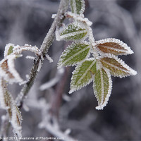 Buy canvas prints of Winter Frost, Norfolk. by Liam Grant