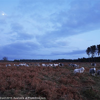Buy canvas prints of Sheep grazing under moonlight. Norfolk, UK by Liam Grant