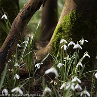 Buy canvas prints of Snowdrops among woodland, Norfolk by Liam Grant