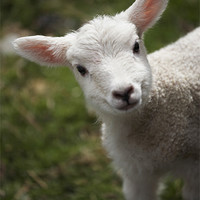 Buy canvas prints of Young Spring Lamb. Lake District, Cumbria, UK. by Liam Grant