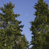 Buy canvas prints of Moon in clear blue evening sky above Douglas Fir t by Liam Grant