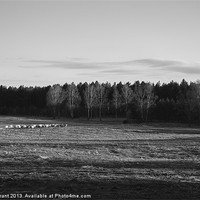 Buy canvas prints of Herd of sheep grazing in evening light. by Liam Grant