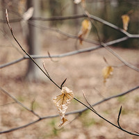 Buy canvas prints of New spring growth and old decayed leaves by Liam Grant