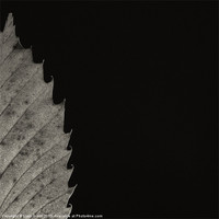 Buy canvas prints of Project Decay. Sweet Chestnut leaf by Liam Grant