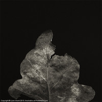 Buy canvas prints of Project Decay. Leaf by Liam Grant