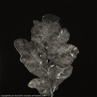 Buy canvas prints of Project Decay. Oak leaf by Liam Grant