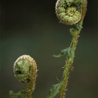 Buy canvas prints of Detail of a small curled up fern fronds by Liam Grant