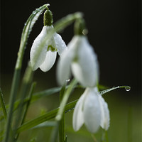 Buy canvas prints of Snowdrops covered in dew droplets. by Liam Grant