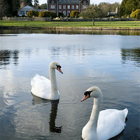 Buy canvas prints of Swans on the lake, with Lynford Hall beyond. by Liam Grant