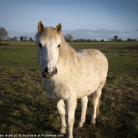 Buy canvas prints of Horse along Peddars Way, Norfolk. by Liam Grant