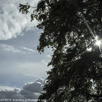 Buy canvas prints of Sunlight through tree and clouds. by Liam Grant