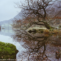 Buy canvas prints of Tree Reflection on Rydal Water. by Liam Grant
