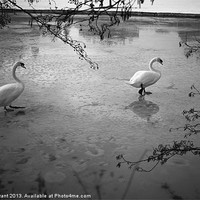 Buy canvas prints of Swans standing on the frozen water. by Liam Grant