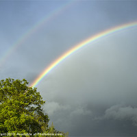 Buy canvas prints of Oak tree and rainbow. by Liam Grant