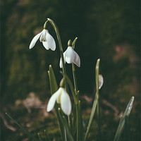 Buy canvas prints of Snowdrops. Norfolk, UK. by Liam Grant