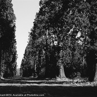 Buy canvas prints of Avenue of Douglas Fir trees. Norfolk, UK. by Liam Grant