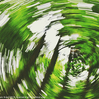 Buy canvas prints of Tree swirl. Norfolk, UK. by Liam Grant