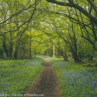 Buy canvas prints of Path through bluebells growing wild in Foxley Wood by Liam Grant