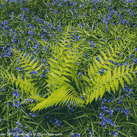 Buy canvas prints of Bluebell and fern, growing wild in woodland. by Liam Grant