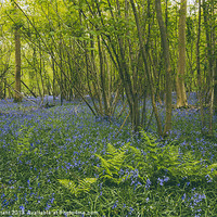 Buy canvas prints of Bluebells and fern, growing wild in woodland. by Liam Grant