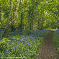 Buy canvas prints of Path through bluebells growing wild in Foxley Wood by Liam Grant