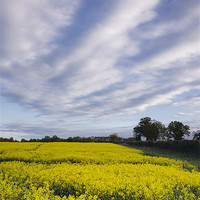 Buy canvas prints of Evening sky over yellow oilseed rape field. by Liam Grant