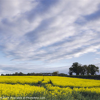 Buy canvas prints of Evening sky over yellow oilseed rape field. South  by Liam Grant