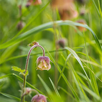 Buy canvas prints of Water avens growing wild in woodland. by Liam Grant