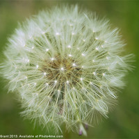 Buy canvas prints of Fruit of a Common Dandelion. by Liam Grant