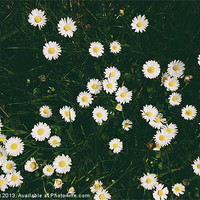 Buy canvas prints of Daisies among grass. Norfolk, UK. by Liam Grant