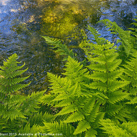 Buy canvas prints of Ferns growing beside a river. by Liam Grant