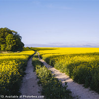 Buy canvas prints of Track through a field of yellow rapeseed. by Liam Grant