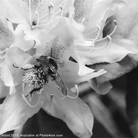 Buy canvas prints of Bumble bee collecting pollen from a Rhododendron f by Liam Grant