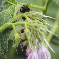 Buy canvas prints of Bumblebee on Russian Comfrey. by Liam Grant