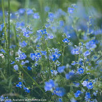 Buy canvas prints of Germander Speedwell (Veronica chamaedrys) growing  by Liam Grant
