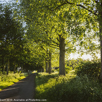 Buy canvas prints of Evening sunlight over a road lined with Poplar tre by Liam Grant