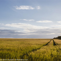 Buy canvas prints of Evening sunlight on a field of barley. by Liam Grant