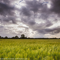 Buy canvas prints of Dramatic stormy sky over barley field. by Liam Grant