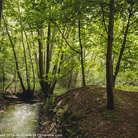 Buy canvas prints of Small stream running through deciduous woodland. N by Liam Grant