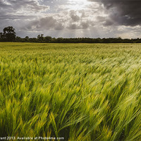 Buy canvas prints of Dramatic stormy sky over barley field. by Liam Grant