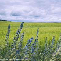 Buy canvas prints of Wind blown Vipers Bugloss Echium vulgare growing w by Liam Grant
