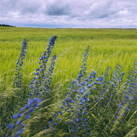 Buy canvas prints of Wind blown Vipers Bugloss Echium vulgare growing w by Liam Grant