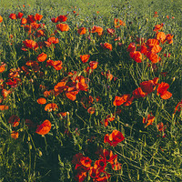 Buy canvas prints of Poppies growing wild in a field of rapeseed. by Liam Grant
