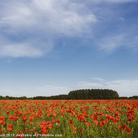 Buy canvas prints of Field of red poppies and rapeseed in evening light by Liam Grant