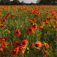 Buy canvas prints of Field of red poppies and rapeseed in evening light by Liam Grant